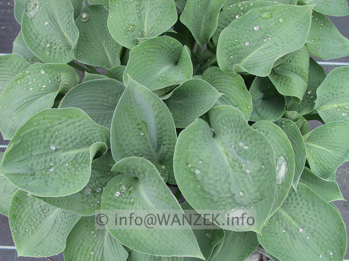 Hosta Hybride Perry's True Blue 01.JPG